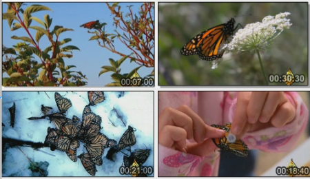 الفراشات أنواع وأشكال وألوان Butterfly-trip